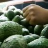 Se reanuda completamente envío de aguacate a EU