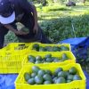 Confían aguacateros en que se restablezca pronto en su totalidad la exportación