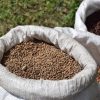 Suman más de 300 mil semillas dispersadas en Michoacán