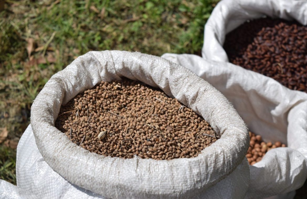 Suman más de 300 mil semillas dispersadas en Michoacán