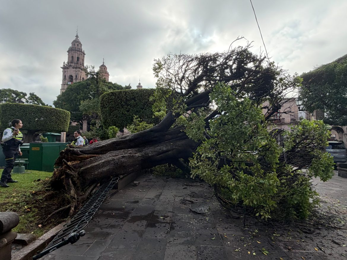 Revisará ayuntamiento estado de árboles en vía pública, para evitar riesgos de que colapsen