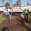 Secma cuida la supervivencia del arbolado replantado en las obras del Morebús