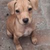 Este domingo “La Casita de Frijol” prepara su Feria de Adopción