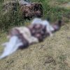 Abandonan cadáver encobijado en el camino a Acahuato