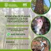 Ayuntamiento brinda atención a plagas forestales por descortezador, en zona rural