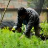 Agrosano impulsa rescate de especies nativas con viveros comunitarios