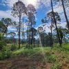 “La Ceferina”, nueva área de conservación en Tancítaro