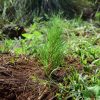 Regalan hasta 100 plantas en Morelia