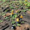 Michoacán, presente en la Feria Nacional Forestal, el evento más importante del sector