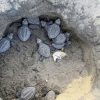 Habilitan centros de acopio para recuperación de campamentos tortugueros