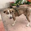 Rescata FGE a ejemplar canino en severo estado de desnutrición durante cateo en Zitácuaro