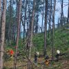 Se mantienen activas las brigadas de Sanidad Forestal