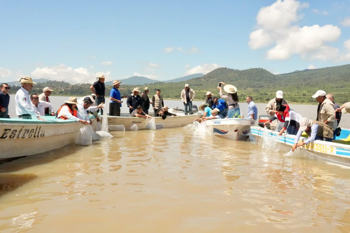 Suman 215 mil ejemplares de pez blanco liberados en el lago de Pátzcuaro