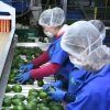 Certificado Laboral para la Agroexportación protege derechos de jornaleros del aguacate