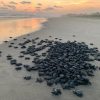 Nacen las primeras crías de tortuga marina tras el paso de los huracanes en costas michoacanas