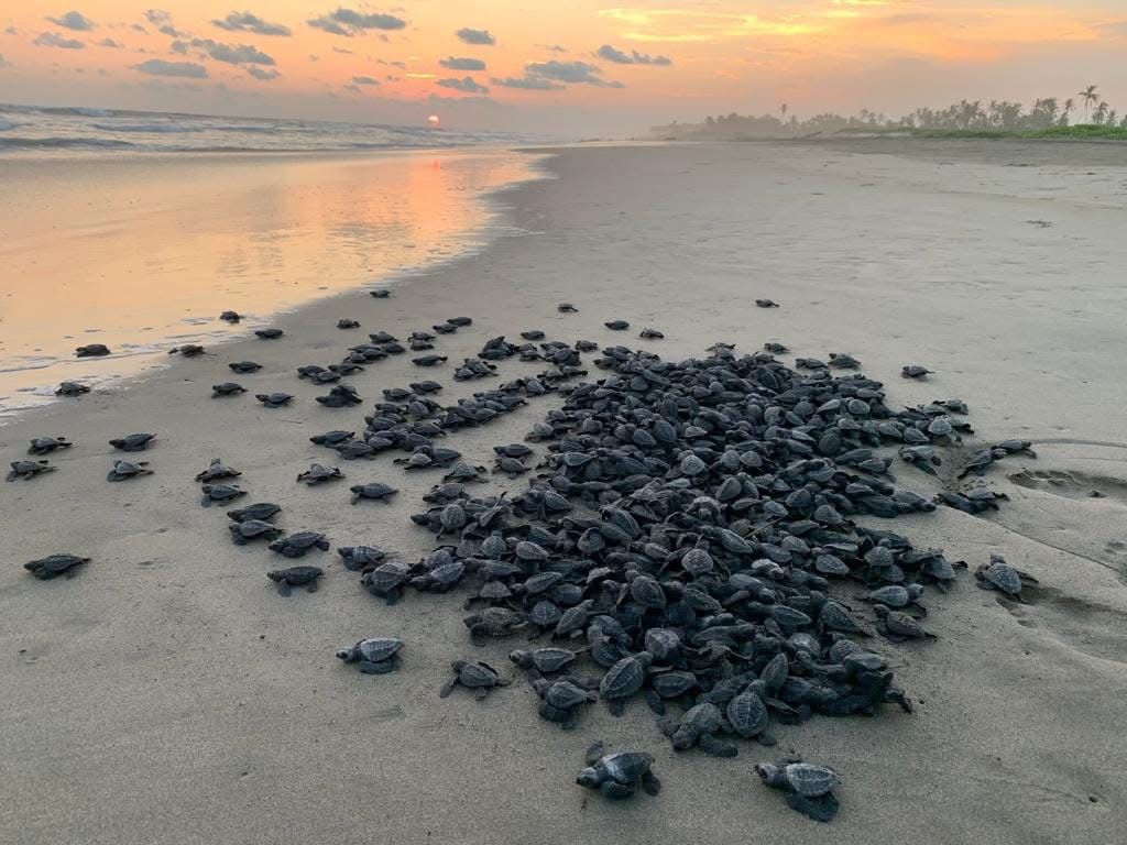 Nacen las primeras crías de tortuga marina tras el paso de los huracanes en costas michoacanas