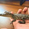 Capturan y rescatan a reptil en la colonia Hacienda del Sol