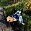 Hallan a dos taqueros ejecutados en la comunidad de Quinceo, Paracho.