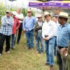 Impulsan maíz mejorado para productividad del campo moreliano