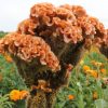 Productores de flores de Tarímbaro buscan brindar más opciones a compradores