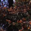Comienzan a arribar los primeros grupos de Mariposa Monarca a territorio mexicano