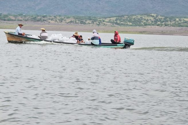 Donan 100 mil crías de tilapia para fortalecer la producción acuícola en Churumuco