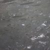 Continúa el apoyo al sector productor de pescado