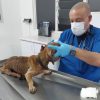 Resguarda Instituto Moreliano de Protección Animal a perro víctima de maltrato y brinda atención médica