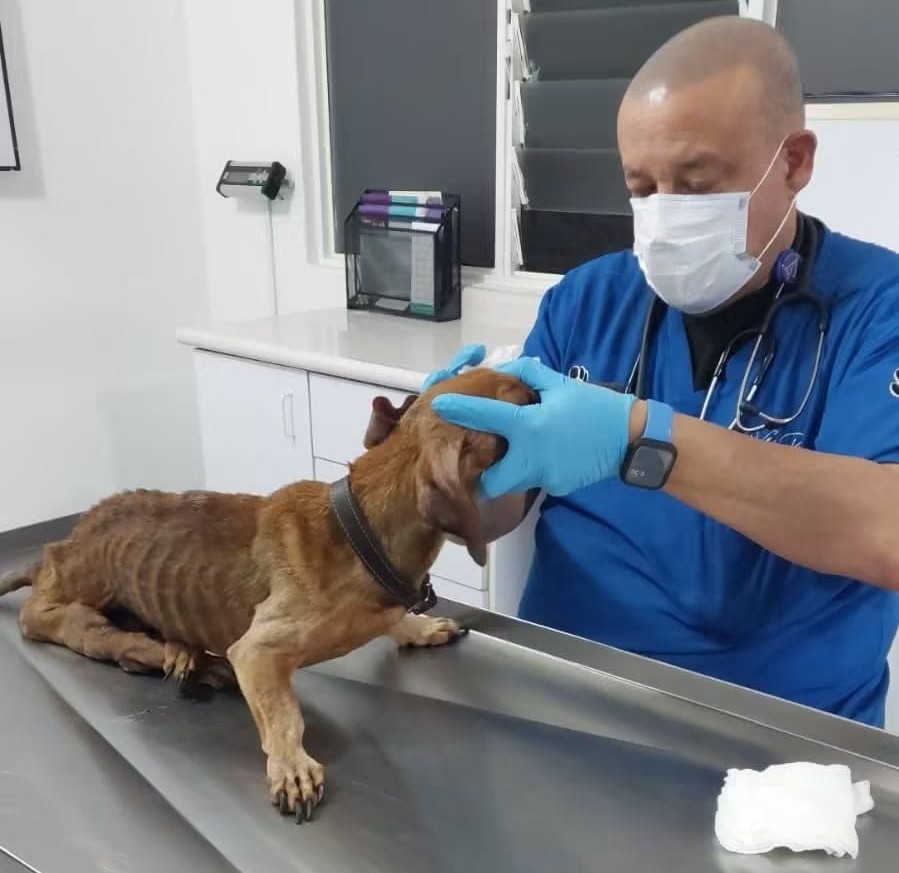 Resguarda Instituto Moreliano de Protección Animal a perro víctima de maltrato y brinda atención médica