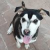Perros disfrazados buscarán familia en feria de adopción en Morelia